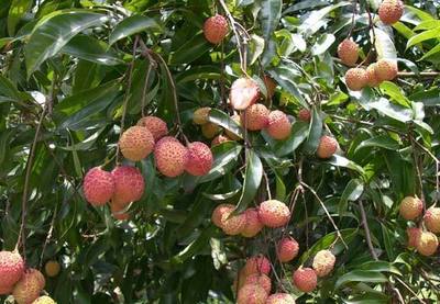 無核荔枝成了海南農(nóng)民的搖錢樹,售價最高達(dá)到每公斤98元