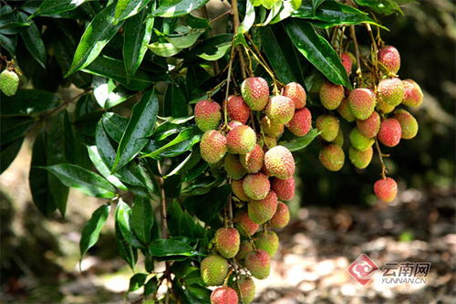 黨建引領(lǐng)做好荔枝產(chǎn)業(yè)文章