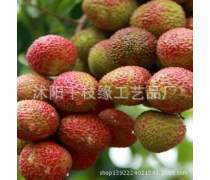番荔枝樹(shù)苗產(chǎn)品信息