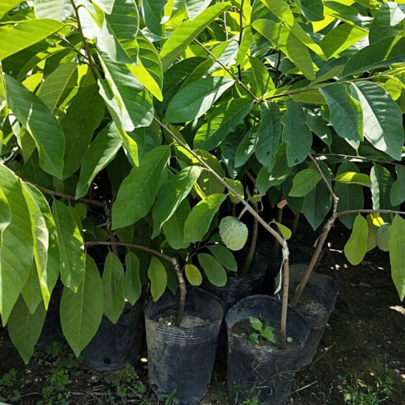 無核荔枝 桂糯米品種南北方盆栽與地栽種植指南