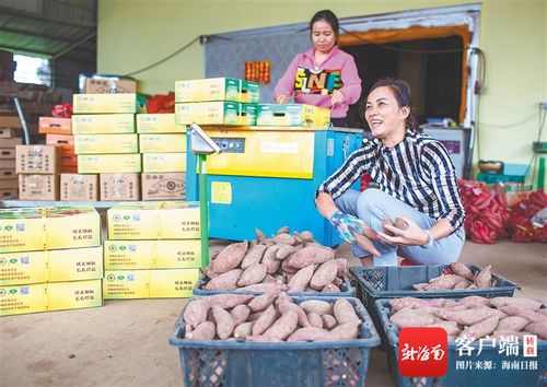 海南闊步新征程 澄邁農(nóng)旅融合，無核荔枝點(diǎn)亮美好生活