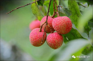 海南澄邁陸僑無核荔枝驚艷上市，主打高端市場熱銷北上廣深