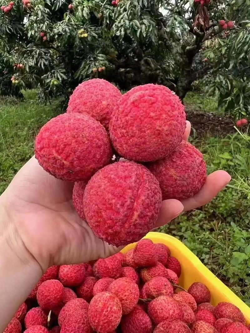 桂味荔枝與?？诨鹕綗o核荔枝 品味海南的甜蜜珍品