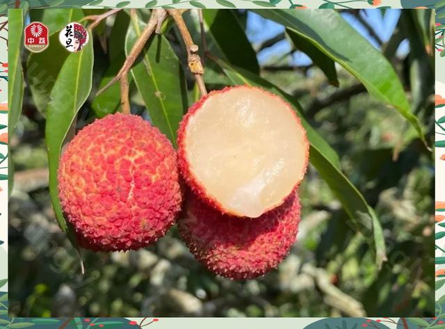 無核荔枝 從種植到品嘗的心靈之旅