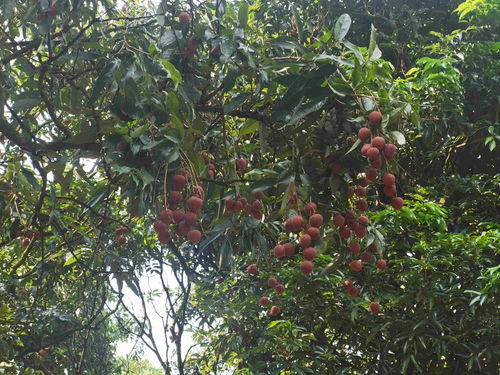 從“小特產(chǎn)”到“大產(chǎn)業(yè)” 茂名無核荔枝的升級之路