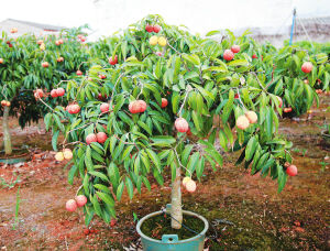 澄邁盆栽無核荔枝 創(chuàng)新培育，即將“鮮活”北上銷往內(nèi)地