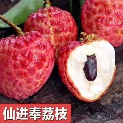 品質(zhì)荔枝樹苗特惠供應(yīng) 仙進(jìn)奉、冰荔、妃子笑、無核荔枝等多品種低價(jià)處理